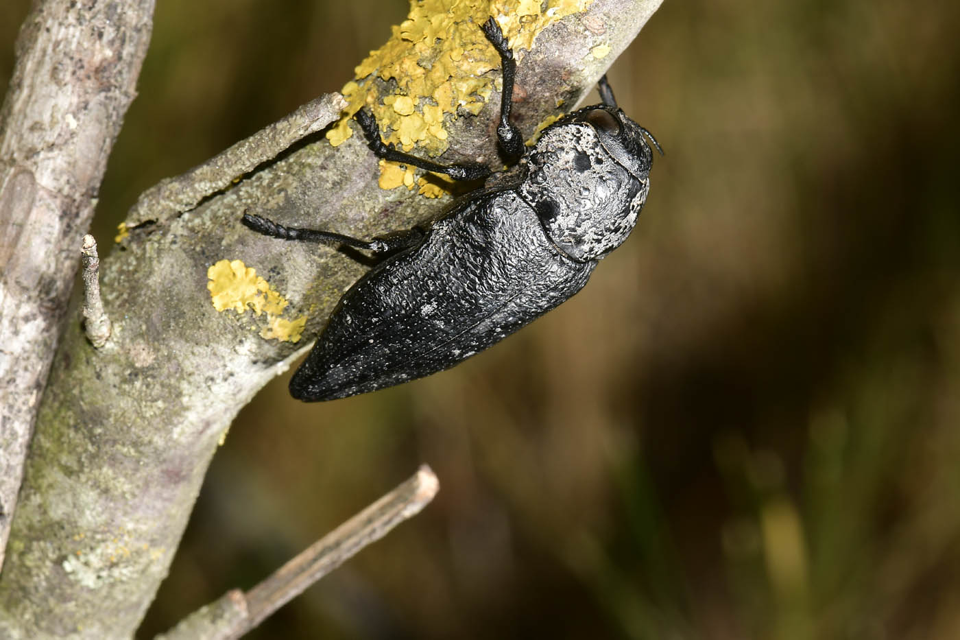 Buprestidae: Capnodis sp.? S, Capnodis tenebrionis